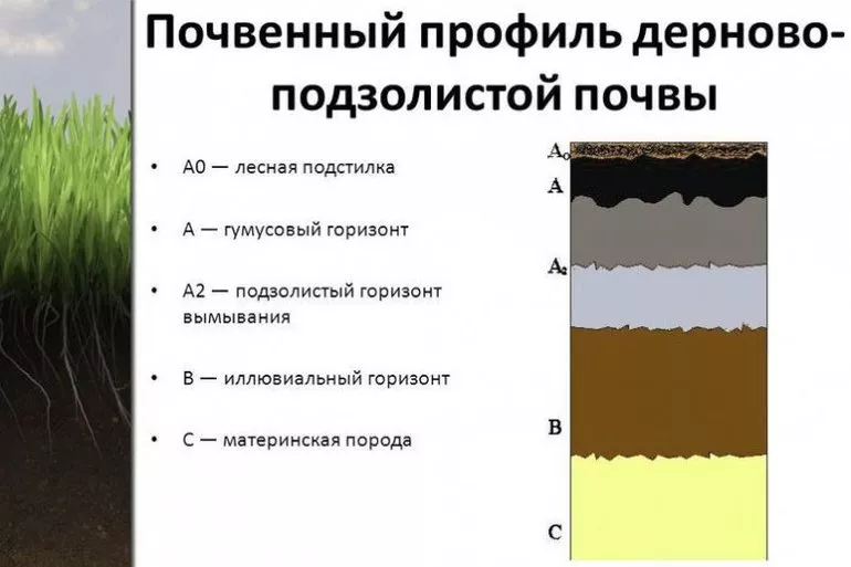 Подзолистые почвы