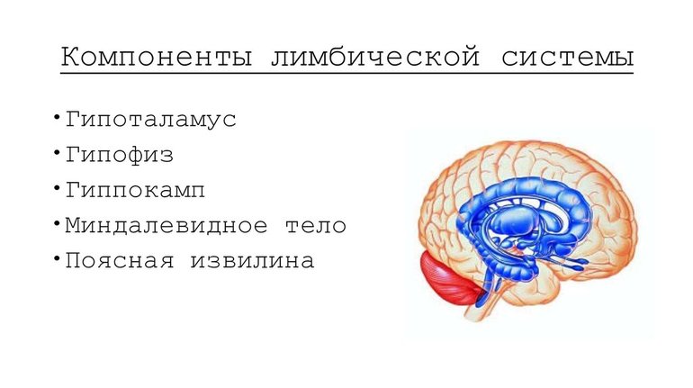Патологии головного мозга