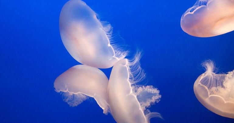 Органы чувств медузы