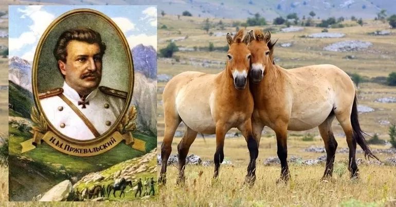 Пржевальский николай михайлович что открыл