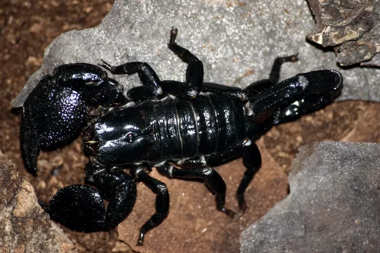 Императорский (Pandinus imperator)