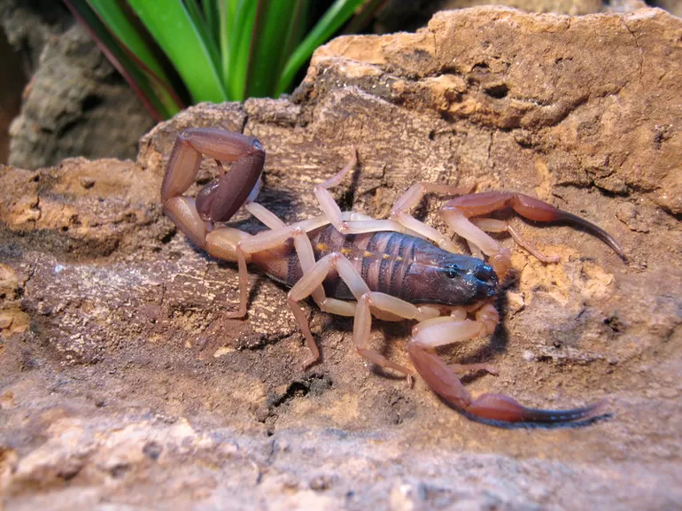 Древесный (Centruroides exilicauda)