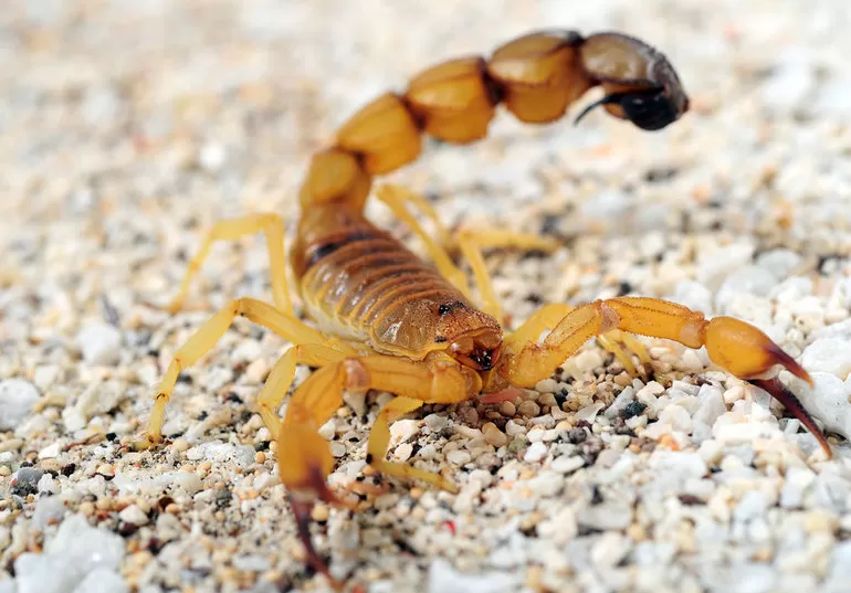 Желтый (Androctonus australis)