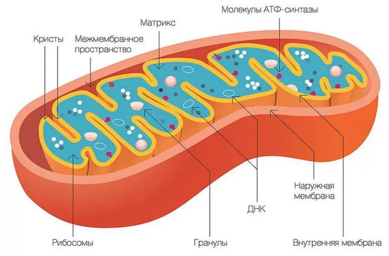 митохондрии строение и функции таблица