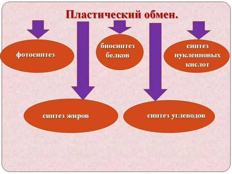 Виды пластического обмена в организме