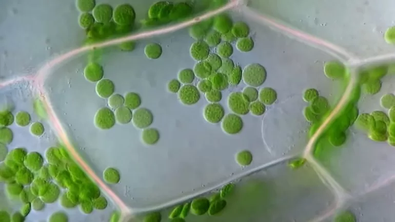В какой части хлоропласта содержится хлорофилл thumbnail