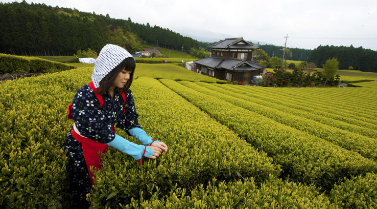 Понятие и характеристика сельского хозяйства Японии