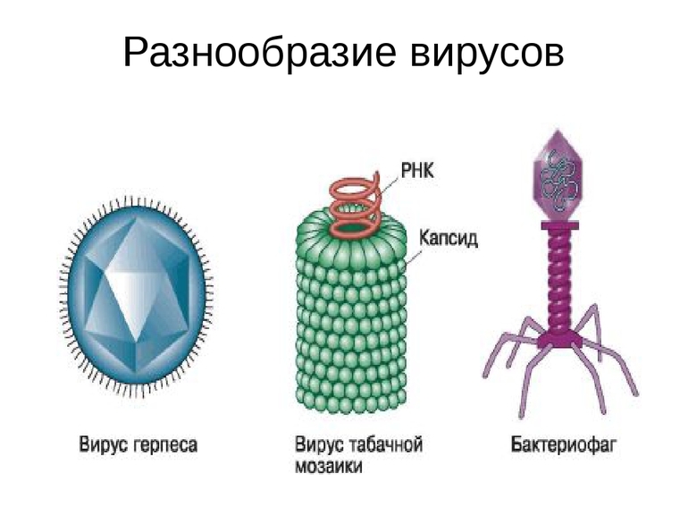  классификация вирусов 