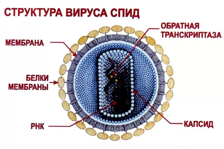 вирусы биология строение