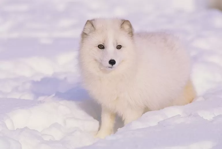 Песец, живущий в холодных регионах