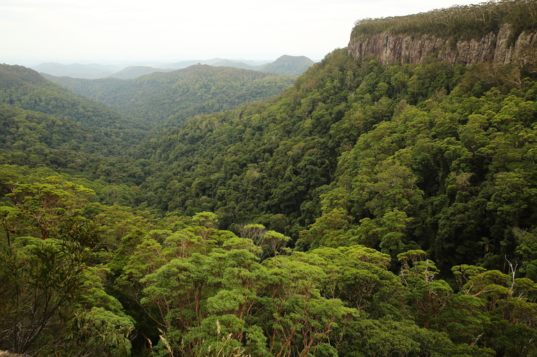 Экваториальные джунгли