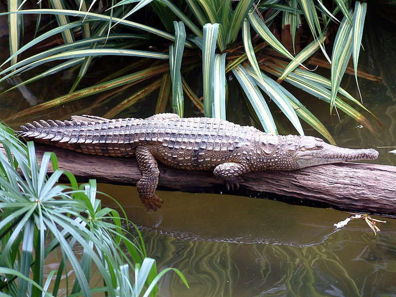  В реках стерегут добычу узкорылые крокодилы