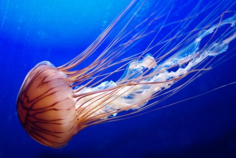 Фаза жизненного цикла стрекающих — медузы