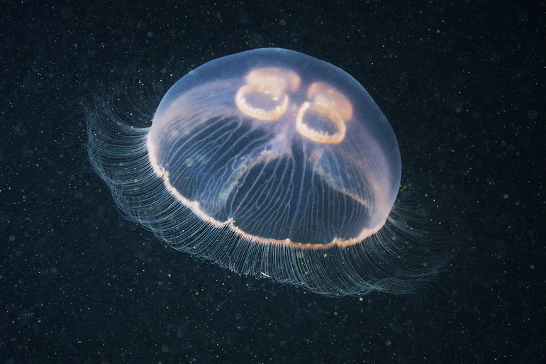 Организм медузы