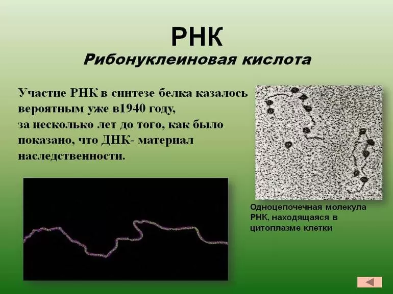 Строение молекулы РНК