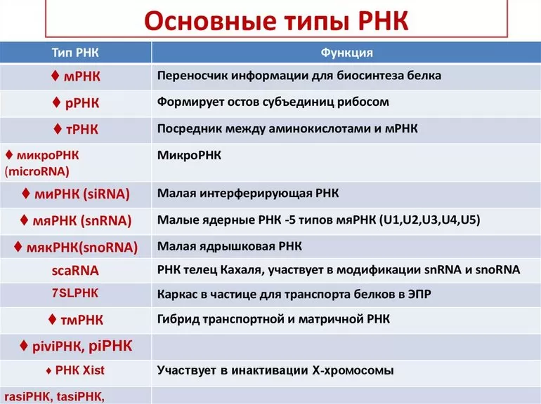 Типы РНК