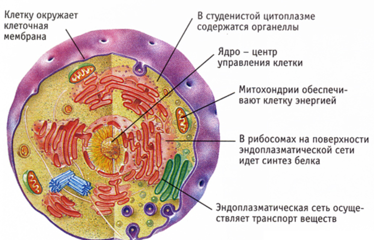 Ядро эукариотических клеток