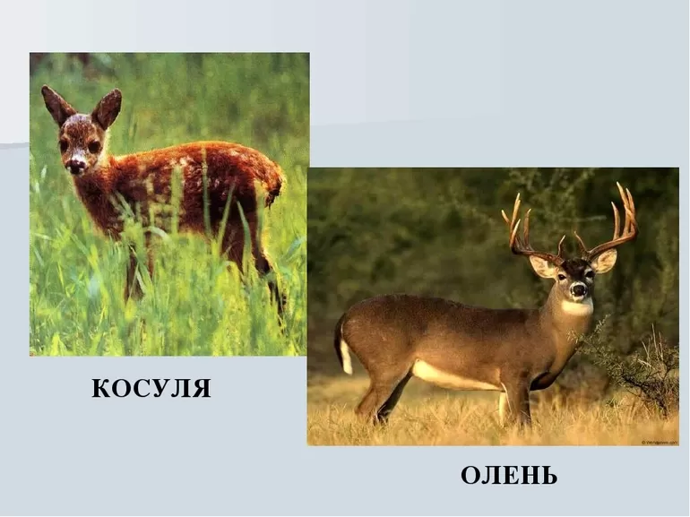 В чем отличие косули от оленя