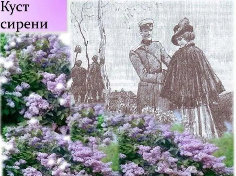 История создания и краткое содержание короткого рассказа Ивана Куприна Куст сирени