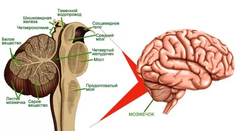 Строение мозжечка
