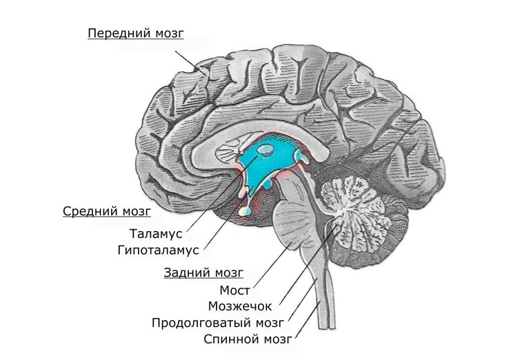 Функции мозжечка