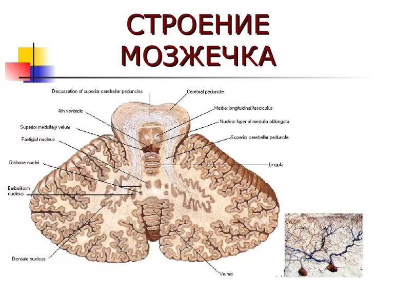 Функции мозжечка, отвечающего за опорно-двигательный аппарат