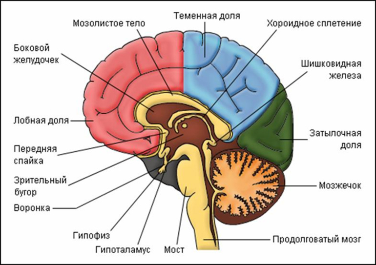 Части головного мозга