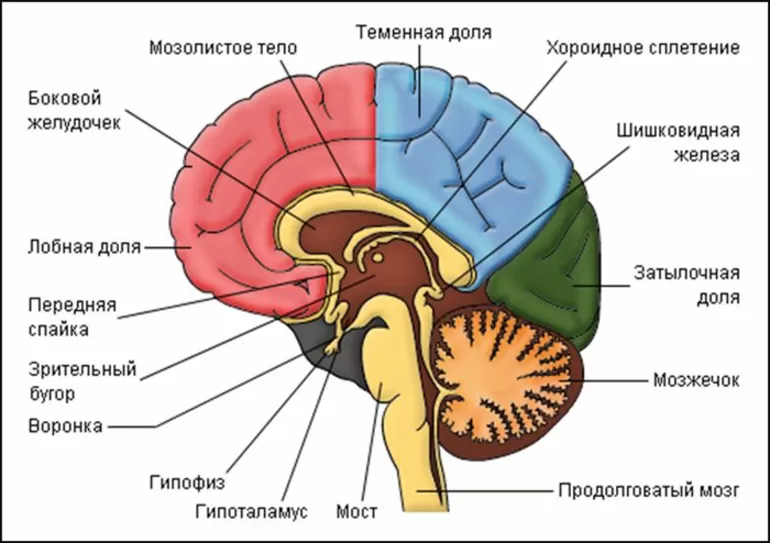 Части головного мозга