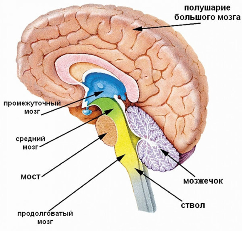 Функции мозжечка головного мозга человека	