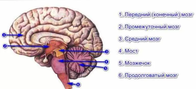 Строение и основные симптомы поражения органа