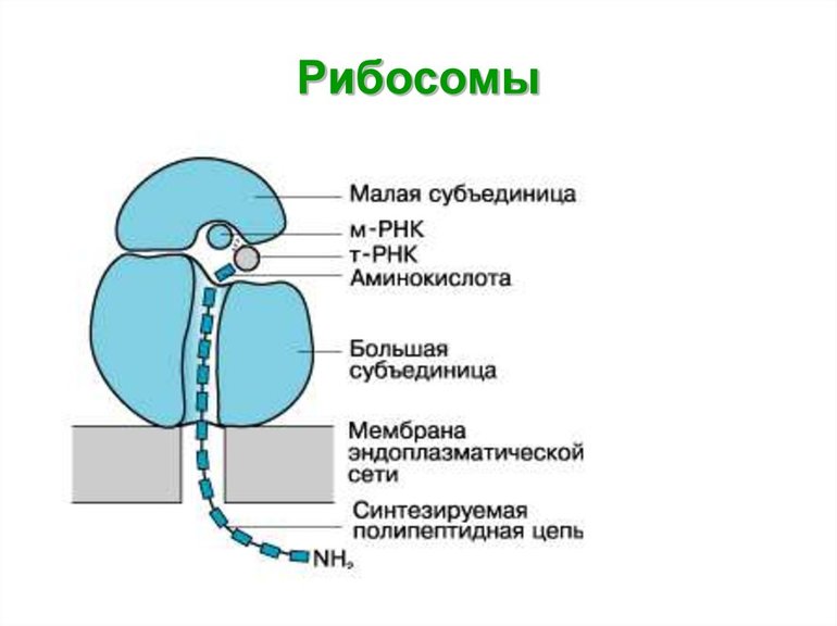 Строение рибосомы, третичная структура р-РНК