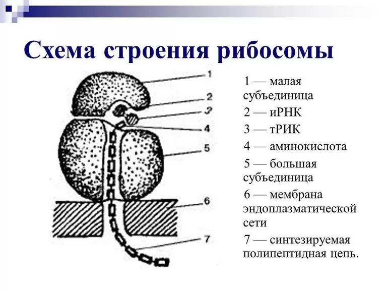 Характеристика этапов трансляции