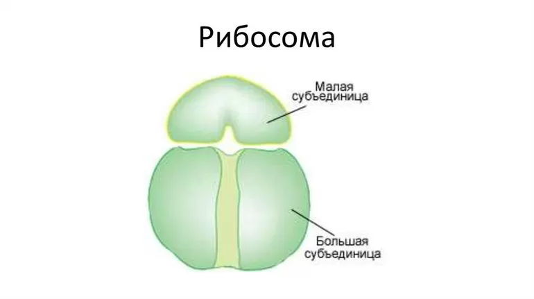 Строение рибосомы