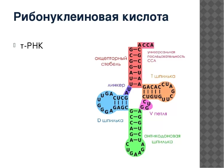 Белки органеллы