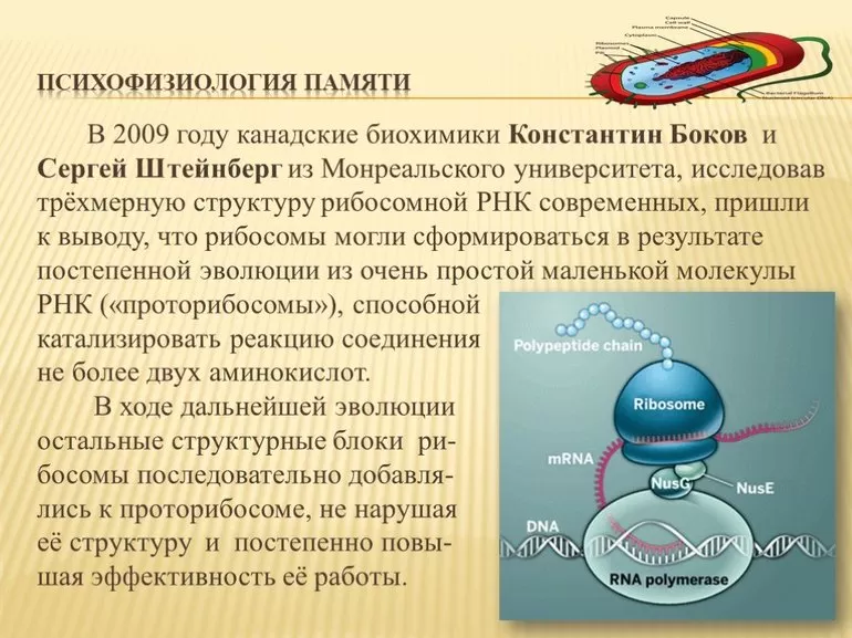 Открытие биохимика Сергея Штейнберга