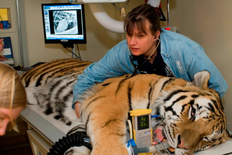 Ветеринар и тигр