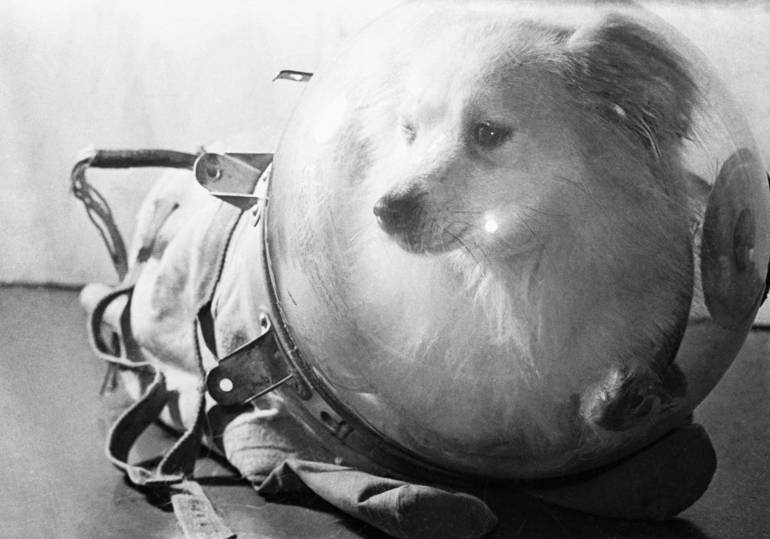  собаки в космосе