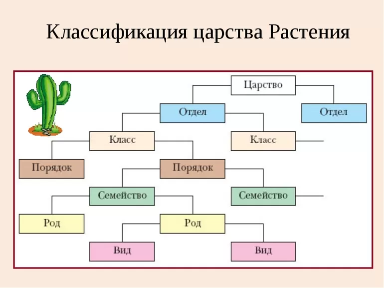 Какие есть типы в биологии. Систематика царства растений схема. Классификация царства растений 5 класс биология. Царство растений классификация схема. Схема классификации растений таксоны.