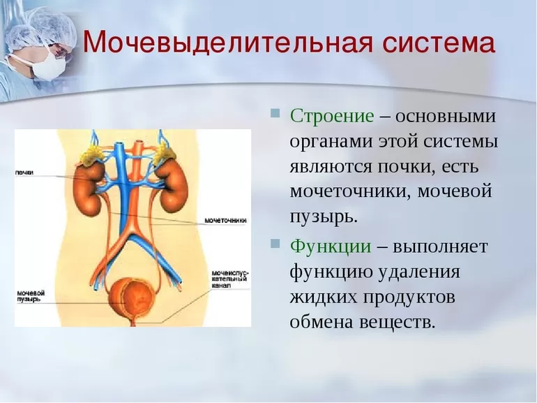 Возрастные особенности мочевыделительной системы