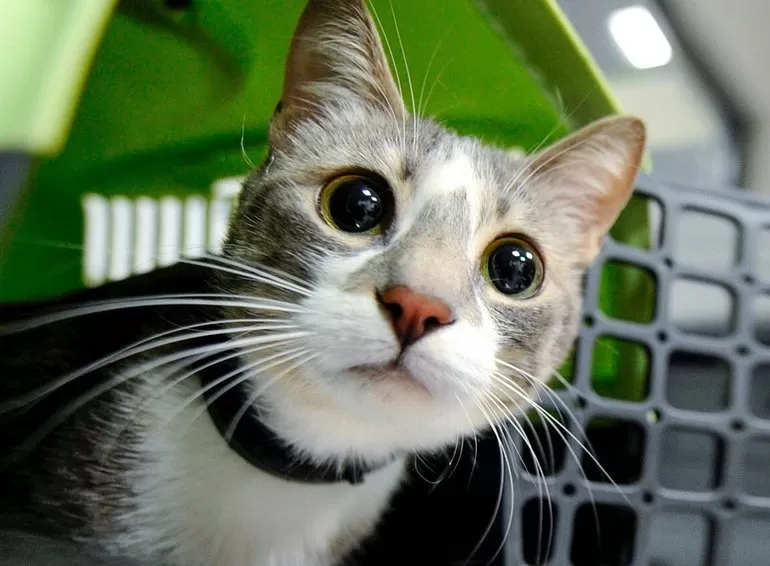Фото кота