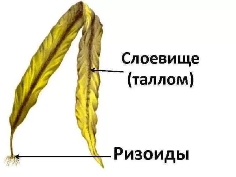 Ризоиды это в биологии