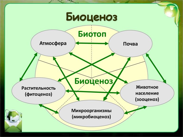 Определение, структура и свойства биогеоценоза в биологии