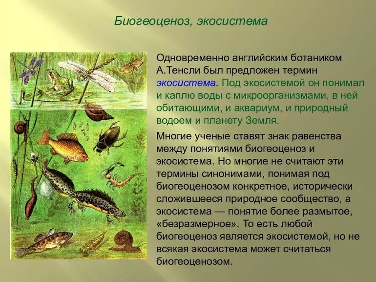Определение «биогеоценоз» в биологии