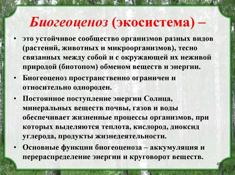 Структурный состав биогеоценоза