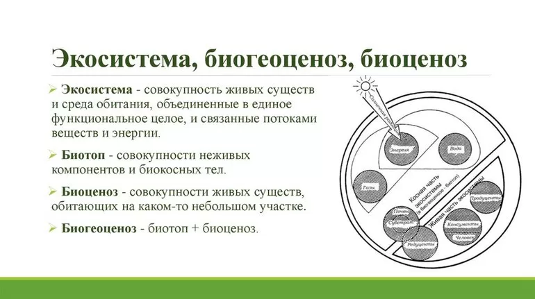 Взаимоотношения между компонентами в биогеоценозе