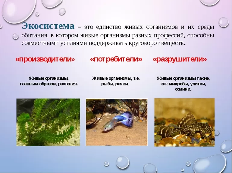 Механизм саморегуляции в биогеоценозе