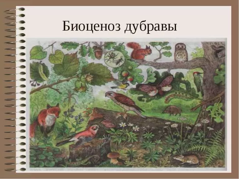 Условия формирования биогеоценоза