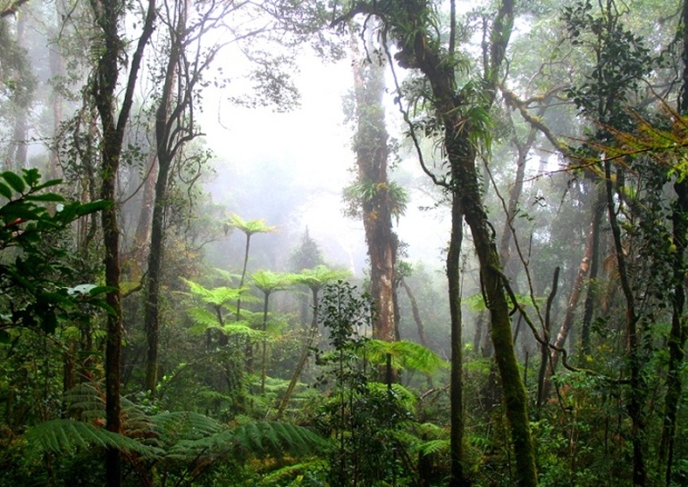 Тропические влажные леса
