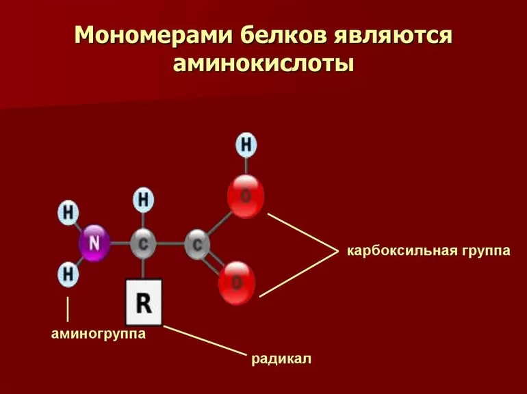 Строение аминокарбоновых кислот