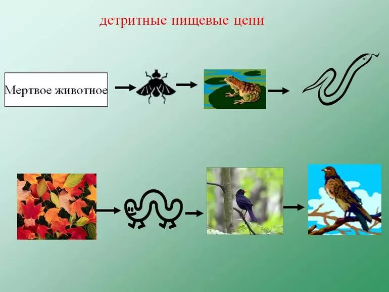 Характерные особенности и примеры детритной пищевой цепи